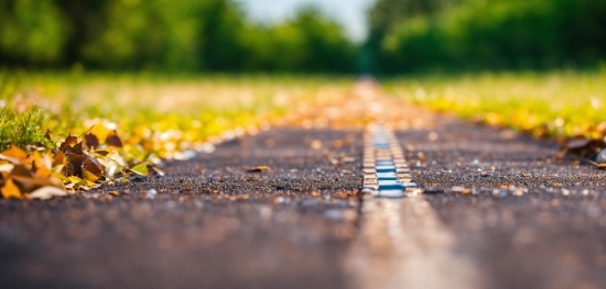 Plant, People In Nature, Wood, Natural Landscape, Road Surface, Asphalt