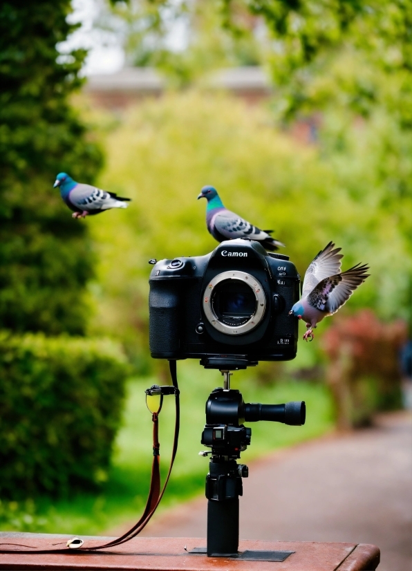 Plant, Camera Lens, Toy, Bird, Camera, Camera Accessory