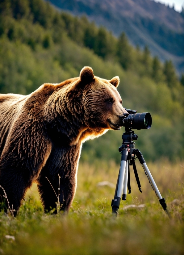 Tripod, Brown Bear, Kodiak Bear, Plant, Grizzly Bear, Grass