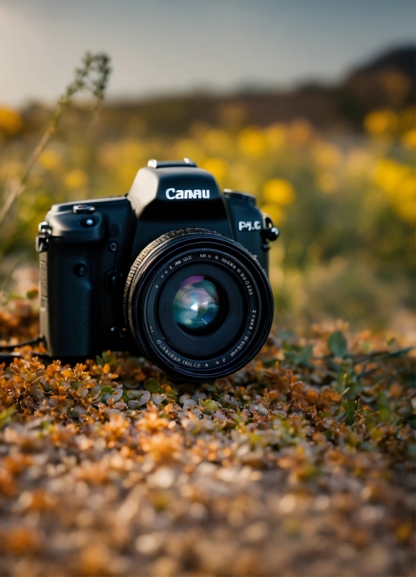 Plant, Digital Camera, Reflex Camera, Sky, Camera, Camera Accessory