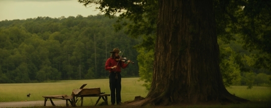 Plant, Tree, Wood, Air Gun, Grass, Terrestrial Plant