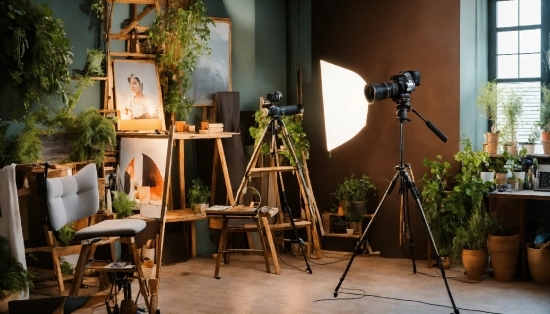 Plant, Tripod, Furniture, Easel, Wood, Interior Design