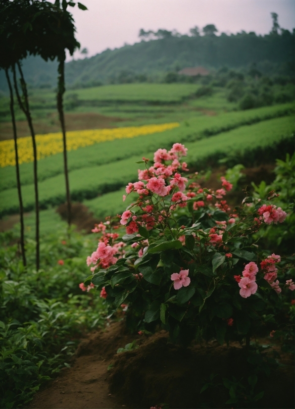 Flower, Plant, Sky, Ecoregion, Natural Landscape, Leaf