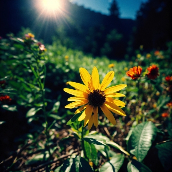 Flower, Plant, Sky, Nature, Petal, Sunlight