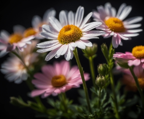 Flower, Plant, Nature, Botany, Petal, Camomile