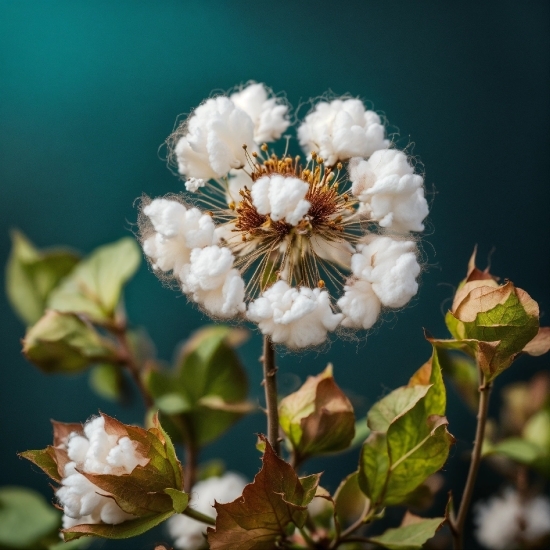 Flower, Plant, Petal, Branch, Twig, Blossom