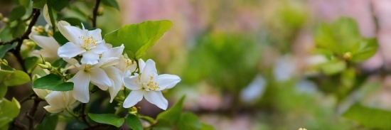 Flower, Plant, Petal, Twig, Blossom, Rose Family