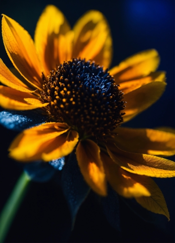 Plant, Flower, Petal, Sky, Flowering Plant, Annual Plant