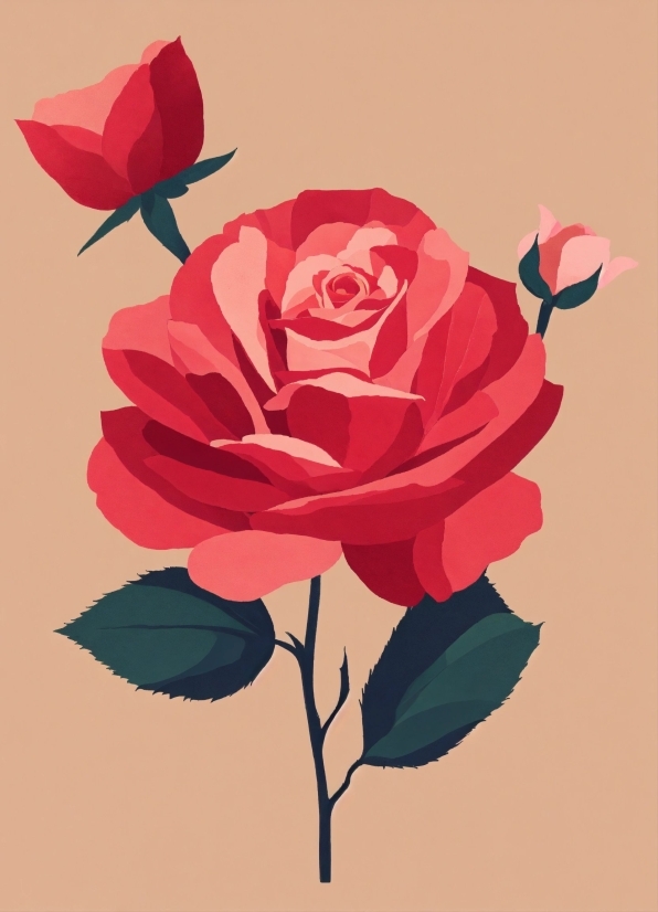 Flower, Plant, Petal, Branch, Hybrid Tea Rose, Pink