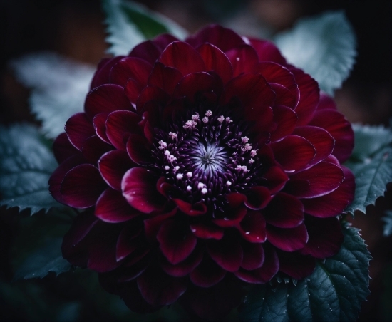 Flower, Plant, Petal, Dahlia, Herbaceous Plant, Flowering Plant