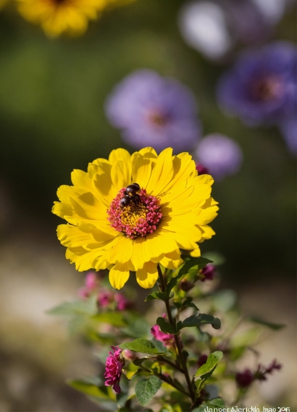 Flower, Plant, Petal, Botany, Yellow, Annual Plant