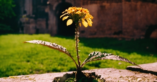 Flower, Plant, Wood, Terrestrial Plant, Trunk, Twig