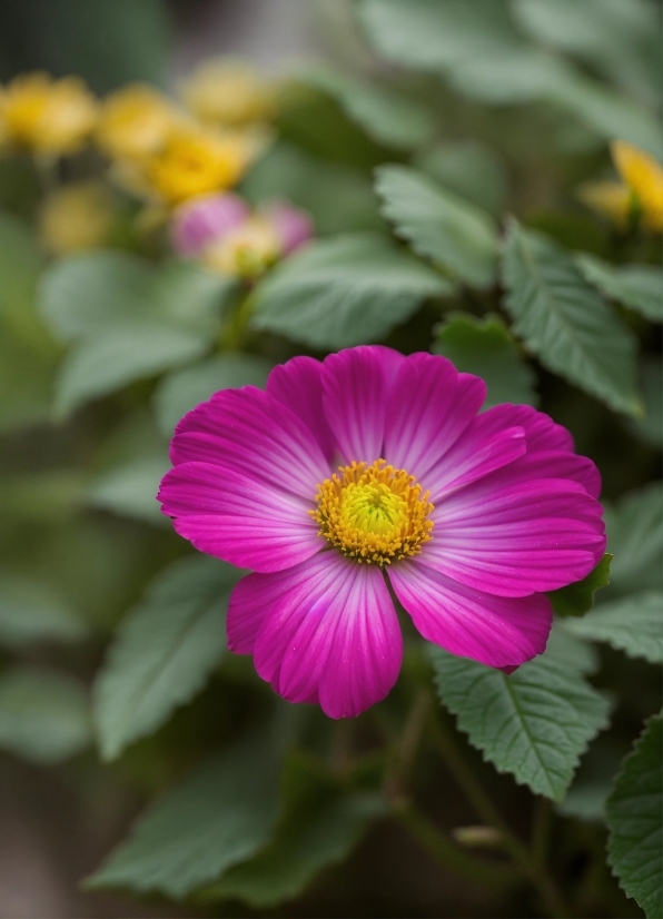 Flower, Plant, Nature, Botany, Leaf, Petal