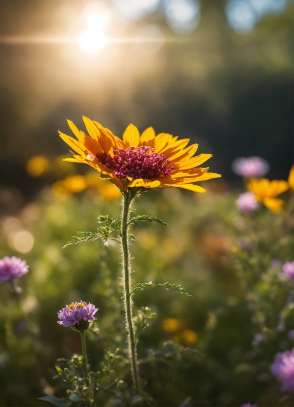 Flower, Plant, Sky, Petal, Vegetation, Grass