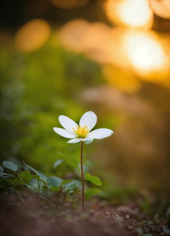 Flower, Plant, Sky, Petal, Wood, Natural Landscape