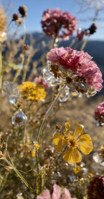 Flower, Plant, Sky, Petal, Vegetation, Sunlight