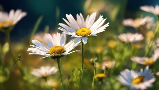 Flower, Plant, Natural Environment, Botany, Camomile, Petal