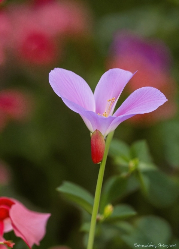 Flower, Plant, Petal, Terrestrial Plant, Pedicel, Flowering Plant