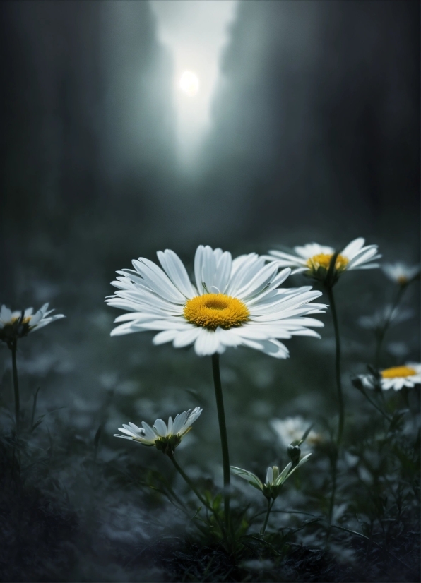 Flower, Plant, Petal, Sky, Flash Photography, Camomile