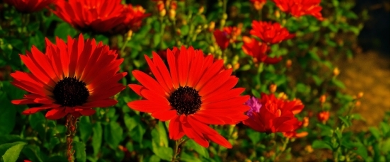 Flower, Plant, Botany, Petal, Vegetation, Red