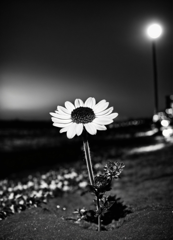 Flower, Sky, Cloud, Atmosphere, Plant, Black