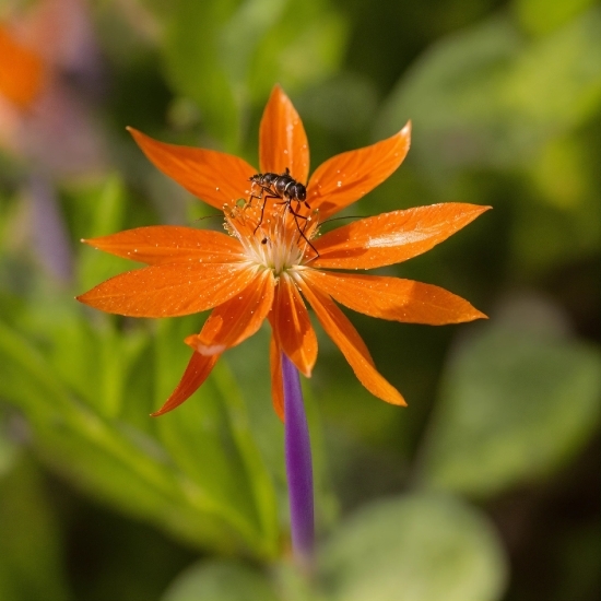 Flower, Plant, Leaf, Botany, Petal, Terrestrial Plant