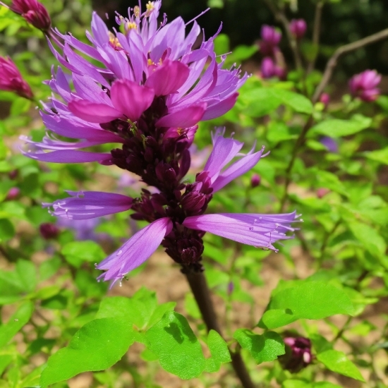 Flower, Plant, Petal, Purple, Terrestrial Plant, Groundcover