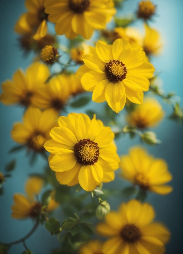 Flower, Plant, Sky, Nature, Blue, Petal