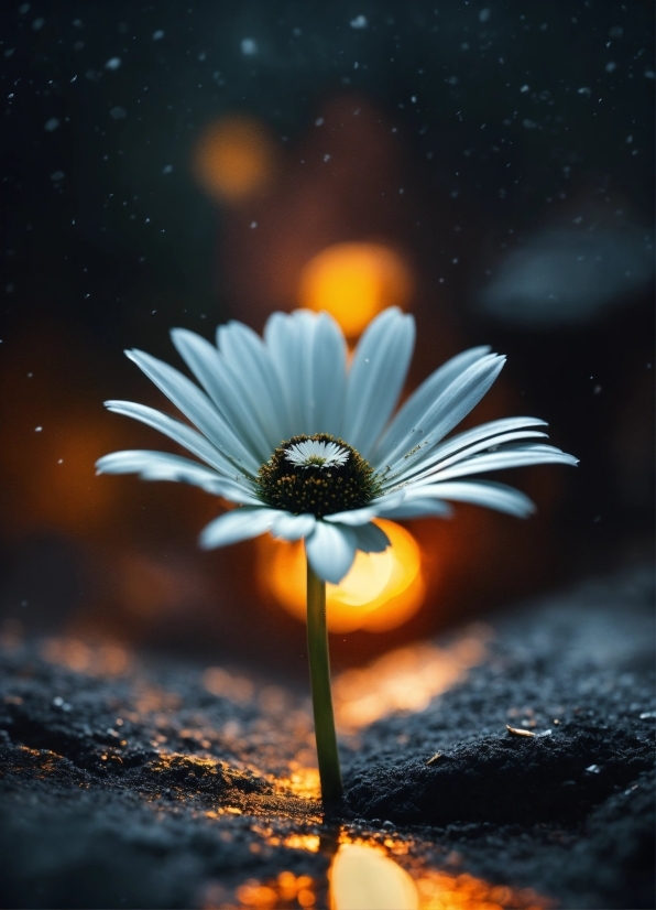 Water, Flower, Atmosphere, Liquid, Sky, Cloud