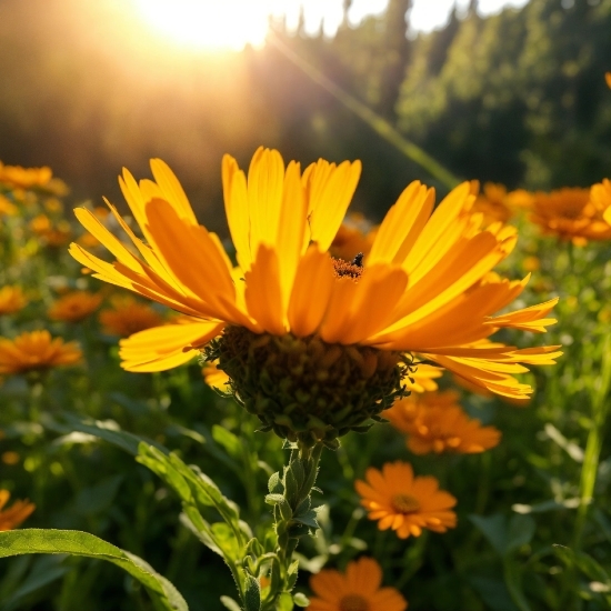 Flower, Plant, Botany, Petal, Sky, Grass