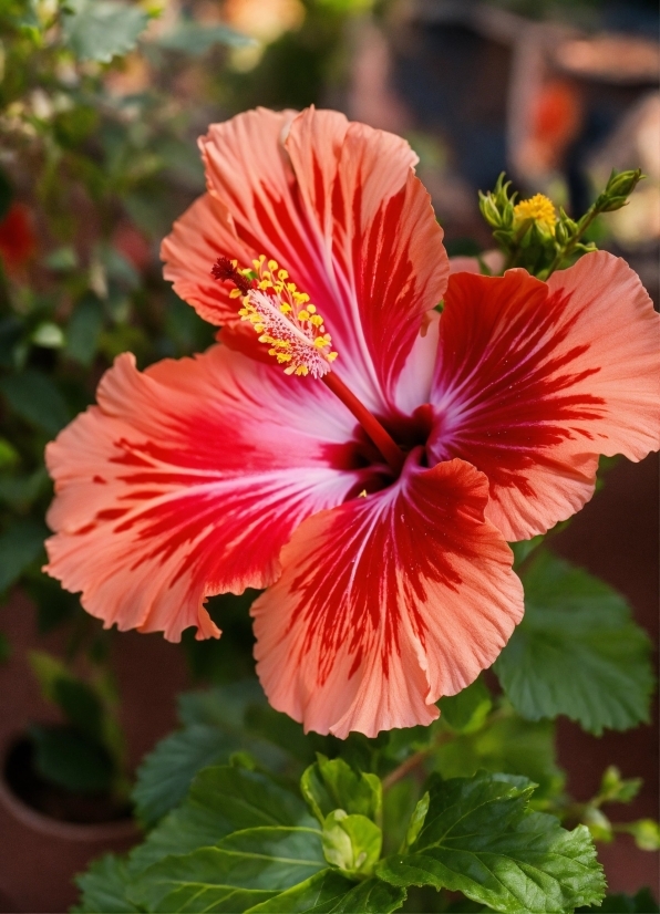 Flower, Plant, Petal, Botany, Hawaiian Hibiscus, Chinese Hibiscus