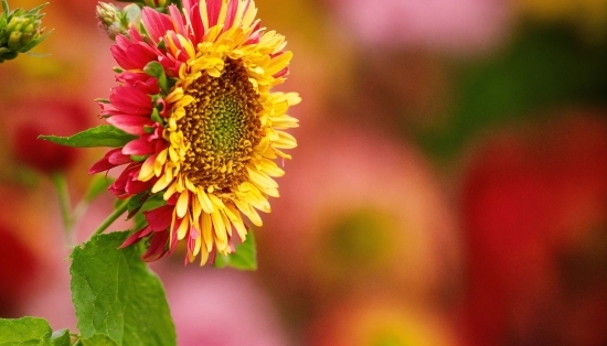 Flower, Plant, Petal, Blanket Flowers, Indian Blanket, Annual Plant