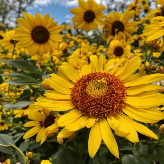 Flower, Plant, Petal, Nature, Botany, Yellow