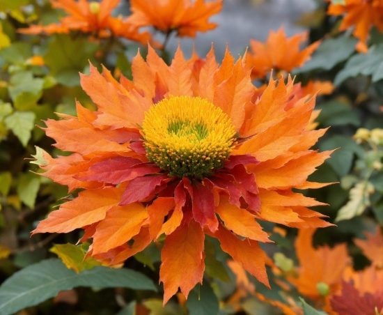 Flower, Plant, Leaf, Petal, Orange, Flowering Plant