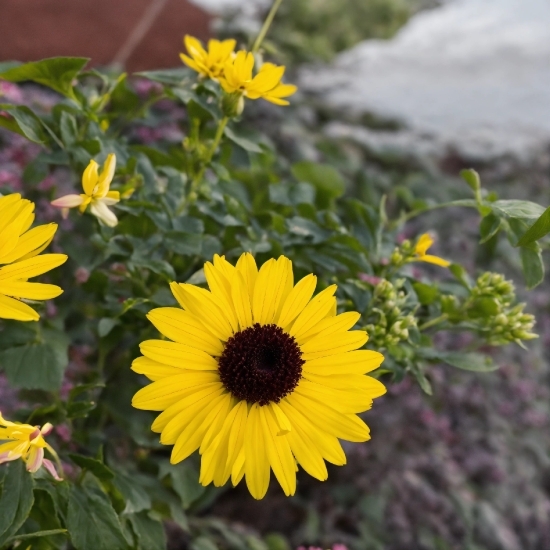 Flower, Plant, Petal, Botany, Yellow, Grass