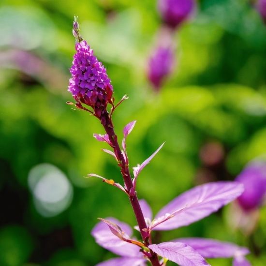 Plant, Flower, Botany, Nature, Purple, Terrestrial Plant