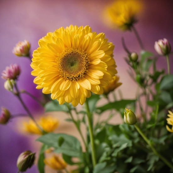 Flower, Plant, Botany, Petal, Yellow, Flower Arranging