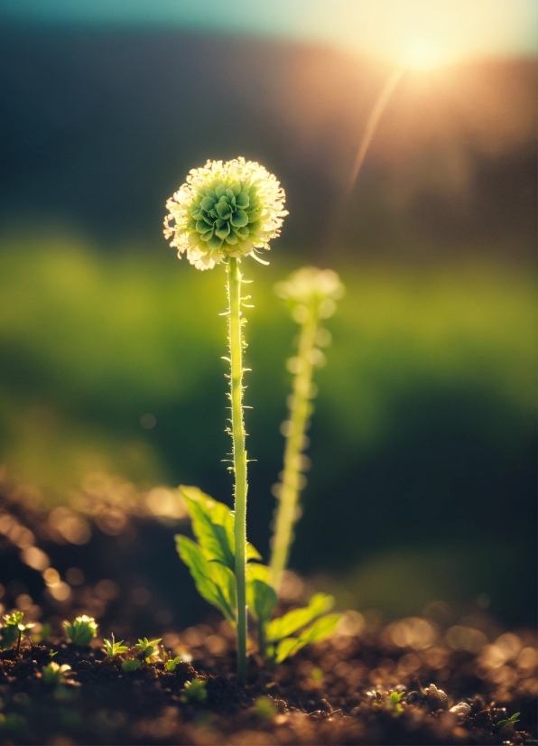 Flower, Plant, Water, Sky, Petal, Natural Landscape