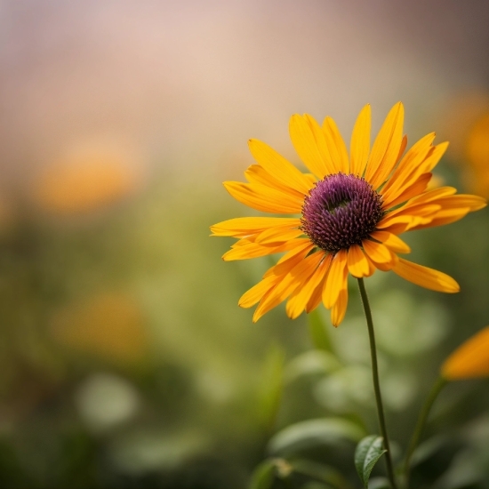 Flower, Plant, Sky, Petal, Herbaceous Plant, Grass