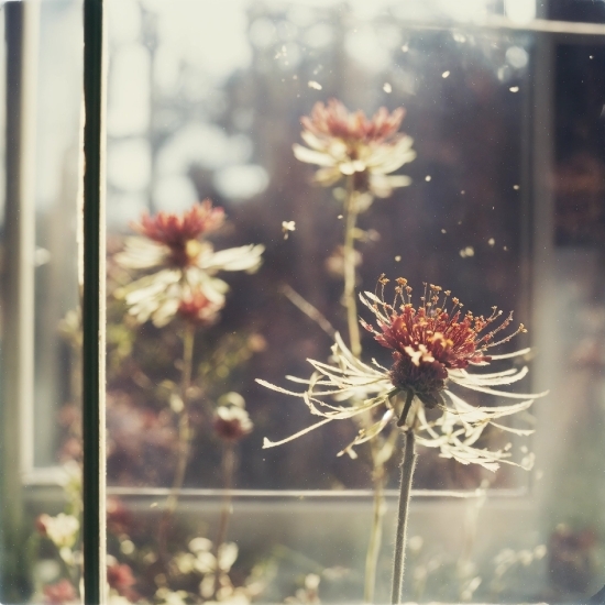 Flower, Window, Plant, Petal, Twig, Flowering Plant