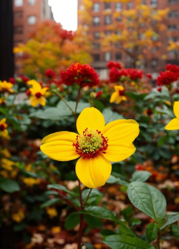 Flower, Plant, Botany, Petal, Orange, Sky