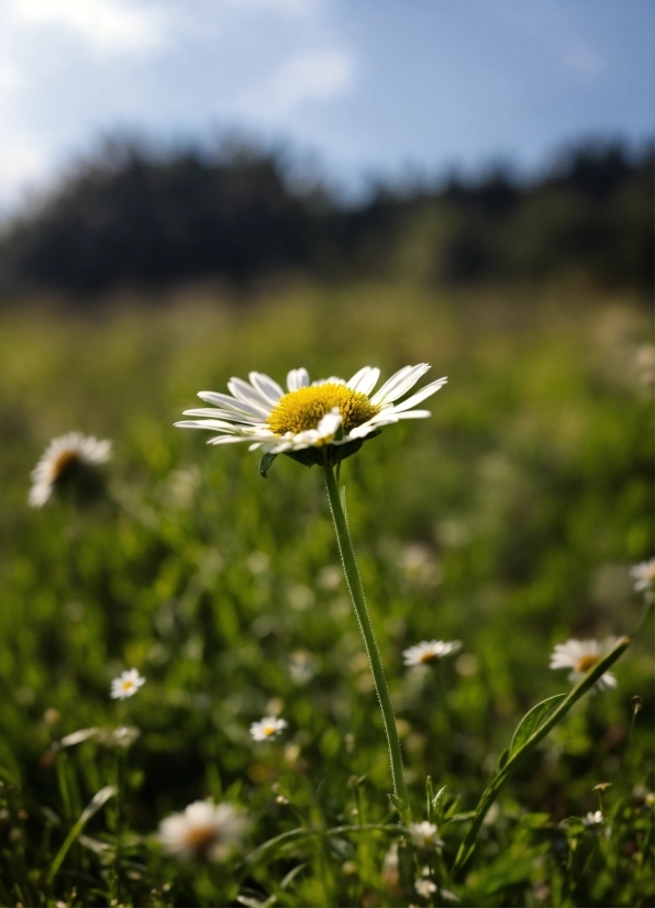 Flower, Plant, Sky, Camomile, Petal, Chamaemelum Nobile