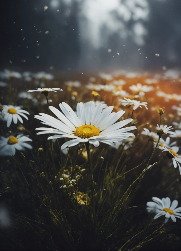 Flower, Plant, Daytime, Sky, Petal, Botany