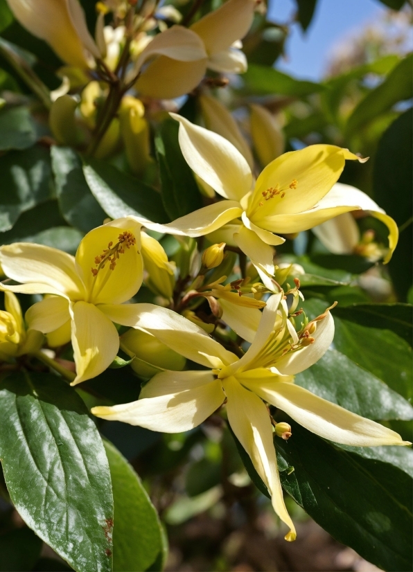 Flower, Plant, Petal, Terrestrial Plant, Flowering Plant, Shrub