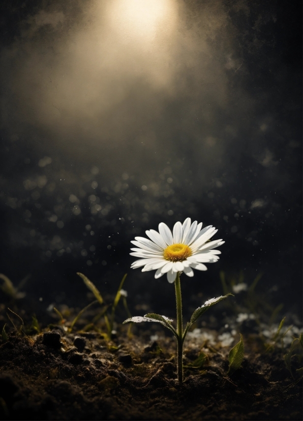 Flower, Plant, Sky, Petal, Flash Photography, People In Nature