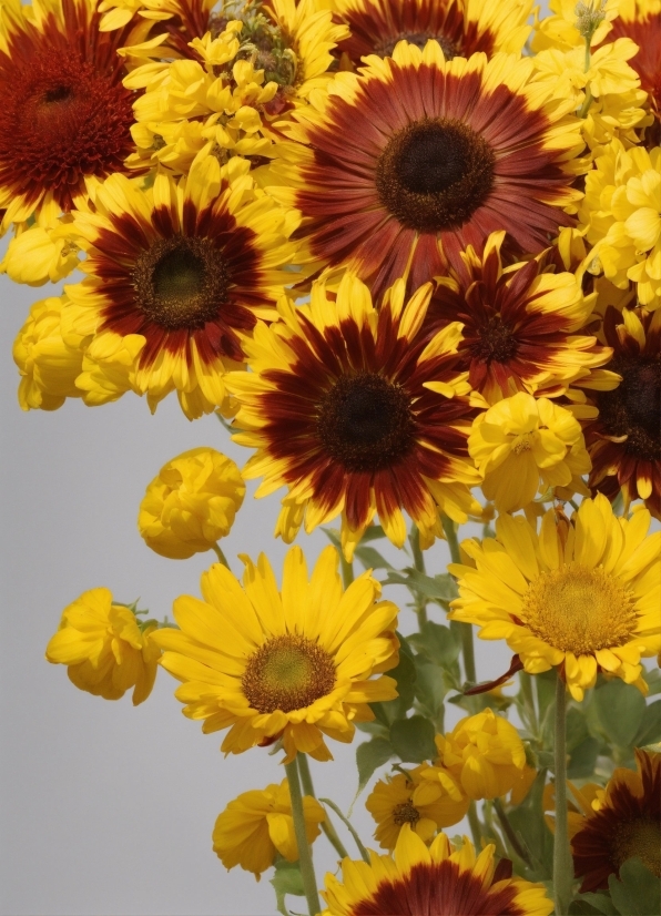 Flower, Plant, Blue, Petal, Yellow, Vegetation