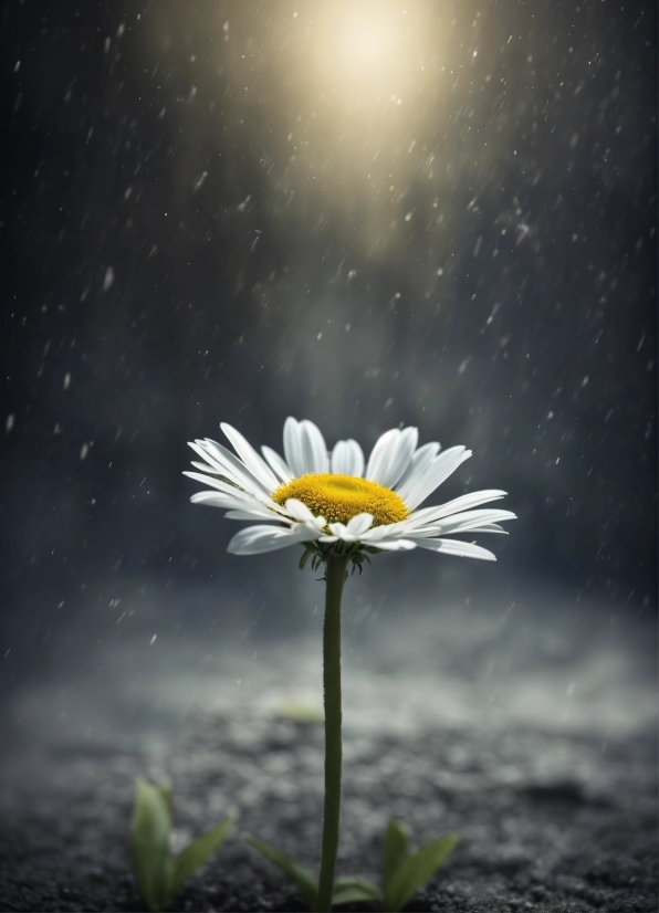 Flower, Plant, Sky, Petal, Flash Photography, Camomile