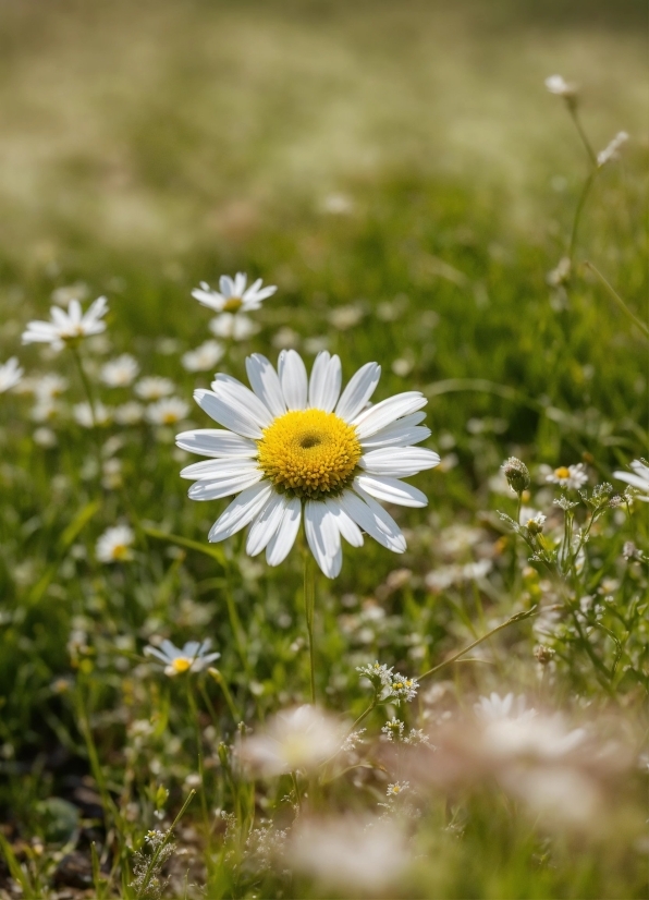 Flower, Plant, Petal, Chamaemelum Nobile, Camomile, Grass