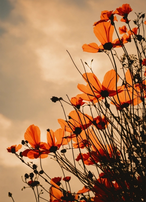 Flower, Plant, Cloud, Sky, Ecoregion, Petal