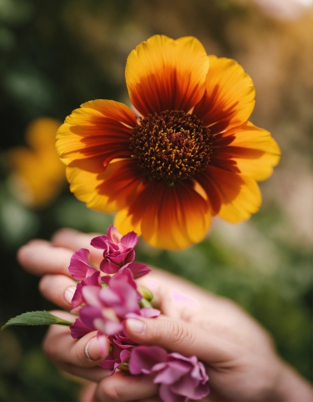 Flower, Plant, Petal, Gesture, Flowering Plant, Annual Plant